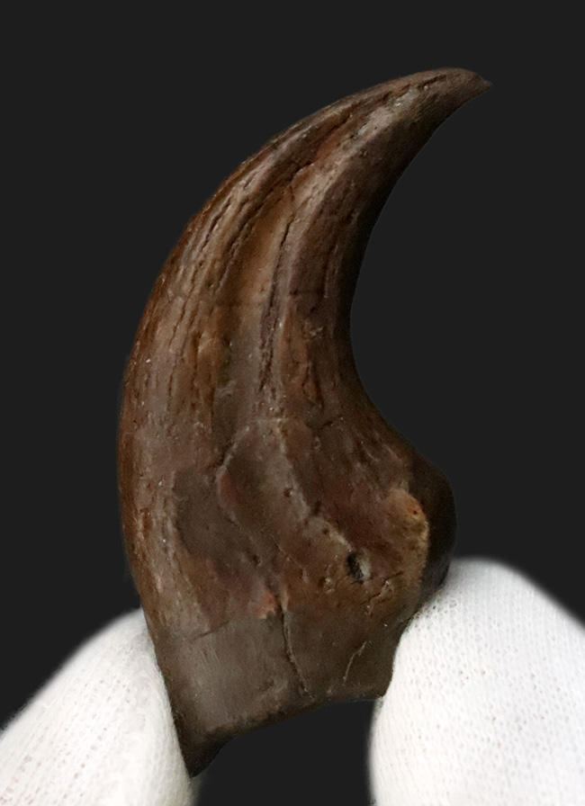 白亜紀末、恐竜時代の終焉を生きた最後のラプトル|モンタナ州ヘルクリーク累層産 アンヅ・ウィリエイ(Anzu wyliei)のハンドクロウ化石(その1)