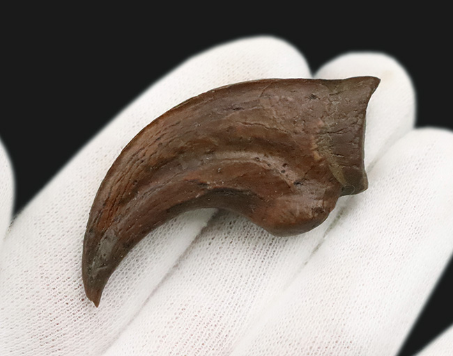 白亜紀末、恐竜時代の終焉を生きた最後のラプトル|モンタナ州ヘルクリーク累層産 アンヅ・ウィリエイ(Anzu wyliei)のハンドクロウ化石(その2)