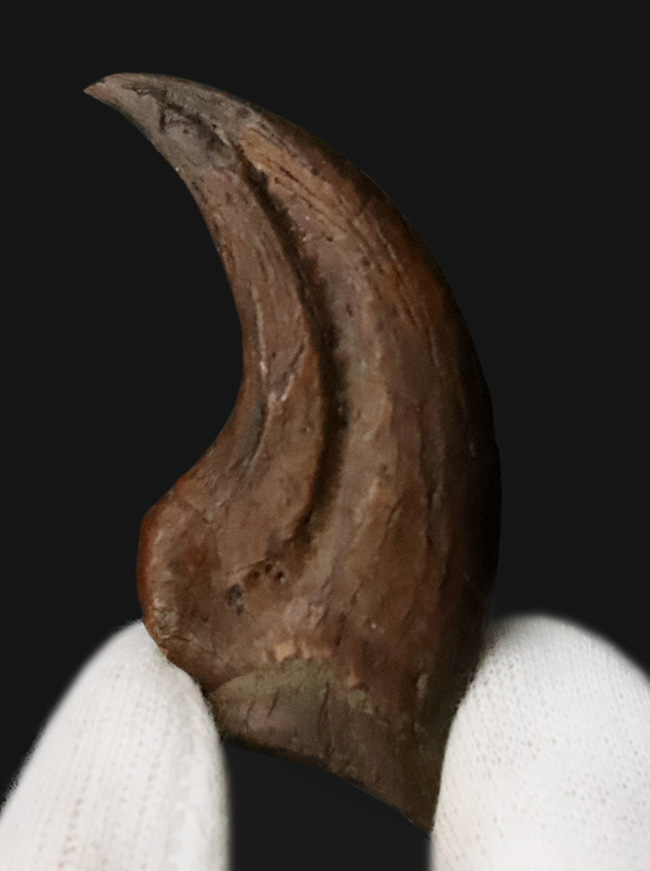 白亜紀末、恐竜時代の終焉を生きた最後のラプトル|モンタナ州ヘルクリーク累層産 アンヅ・ウィリエイ(Anzu wyliei)のハンドクロウ化石(その3)