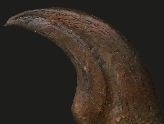 白亜紀末、恐竜時代の終焉を生きた最後のラプトル|モンタナ州ヘルクリーク累層産 アンヅ・ウィリエイ(Anzu wyliei)のハンドクロウ化石(その4)