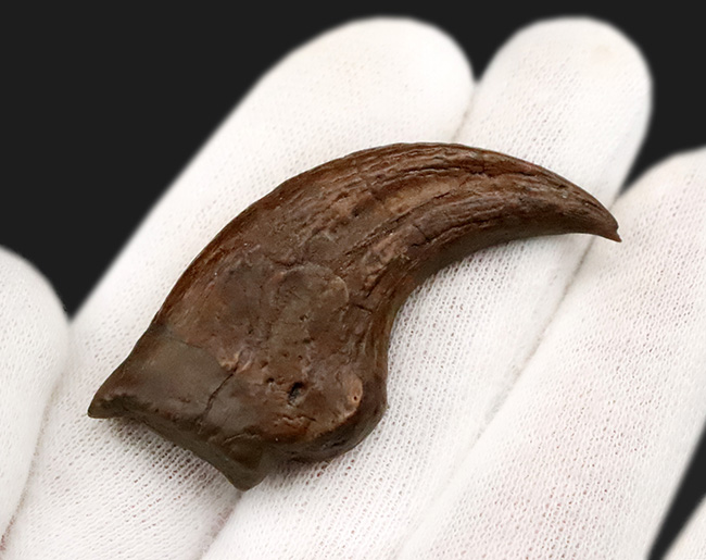 白亜紀末、恐竜時代の終焉を生きた最後のラプトル|モンタナ州ヘルクリーク累層産 アンヅ・ウィリエイ(Anzu wyliei)のハンドクロウ化石(その5)