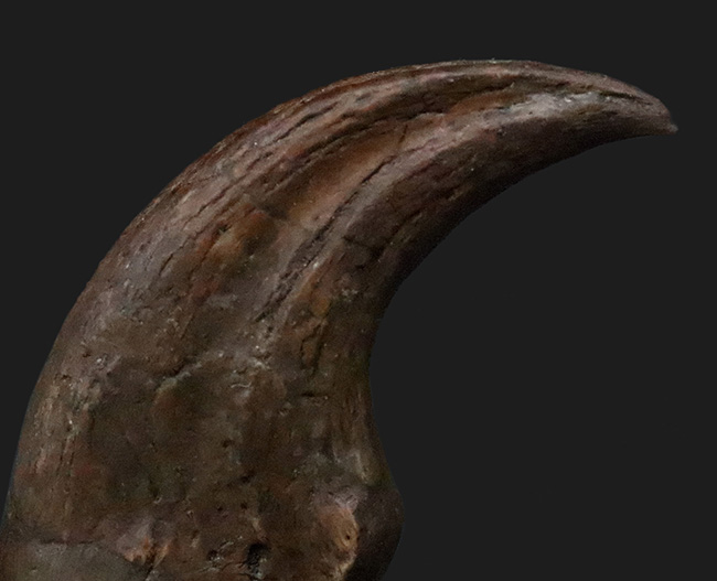 白亜紀末、恐竜時代の終焉を生きた最後のラプトル|モンタナ州ヘルクリーク累層産 アンヅ・ウィリエイ(Anzu wyliei)のハンドクロウ化石(その6)