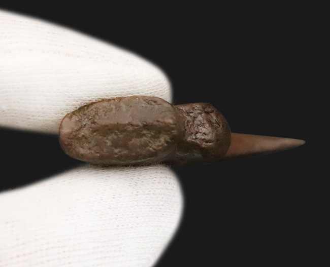 白亜紀末、恐竜時代の終焉を生きた最後のラプトル|モンタナ州ヘルクリーク累層産 アンヅ・ウィリエイ(Anzu wyliei)のハンドクロウ化石(その7)