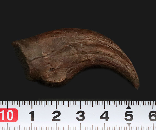 白亜紀末、恐竜時代の終焉を生きた最後のラプトル|モンタナ州ヘルクリーク累層産 アンヅ・ウィリエイ(Anzu wyliei)のハンドクロウ化石(その8)