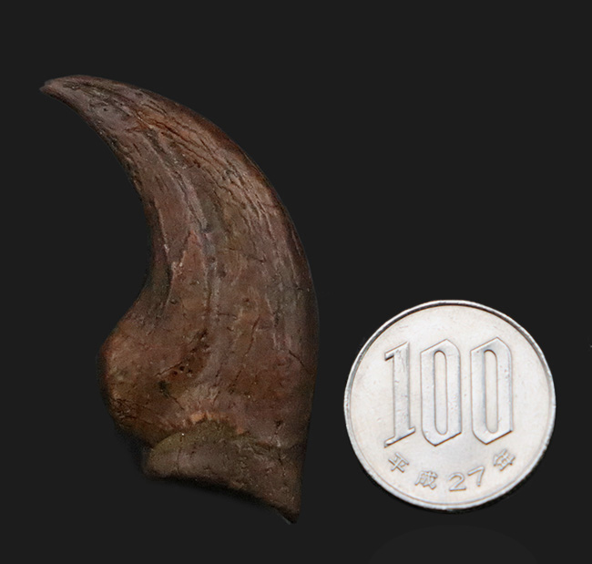 白亜紀末、恐竜時代の終焉を生きた最後のラプトル|モンタナ州ヘルクリーク累層産 アンヅ・ウィリエイ(Anzu wyliei)のハンドクロウ化石(その9)