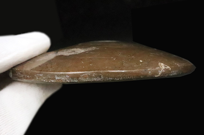 古生代デボン紀後期の頭足類の一つ、オウムガイの円盤状標本(その4)
