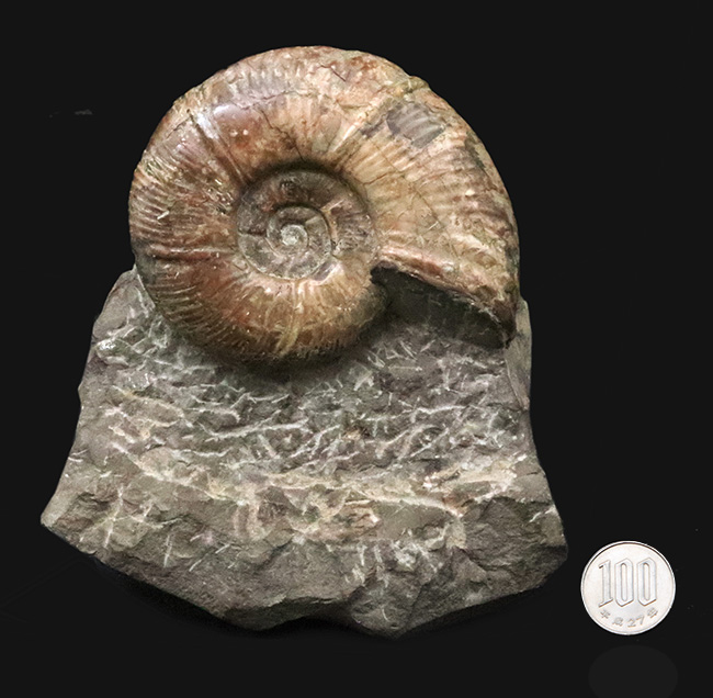 直径10センチに迫る確かなサイズ、全輪郭を残した美しい形、オブジェとして完成された、北海道産アンモナイト、メソプゾシア（Mesopuzosia）（その10）