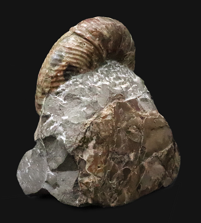 直径10センチに迫る確かなサイズ、全輪郭を残した美しい形、オブジェとして完成された、北海道産アンモナイト、メソプゾシア（Mesopuzosia）（その2）