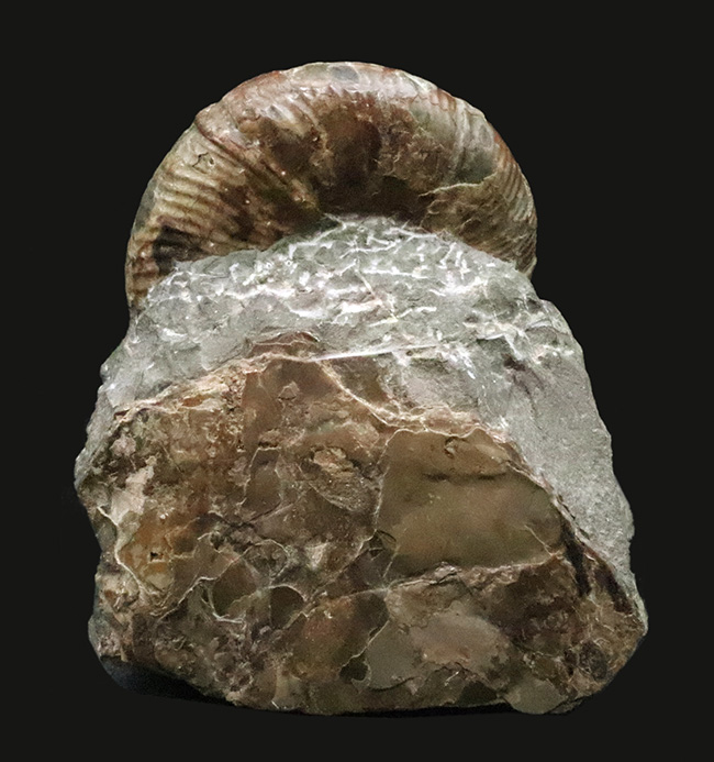 直径10センチに迫る確かなサイズ、全輪郭を残した美しい形、オブジェとして完成された、北海道産アンモナイト、メソプゾシア（Mesopuzosia）（その3）