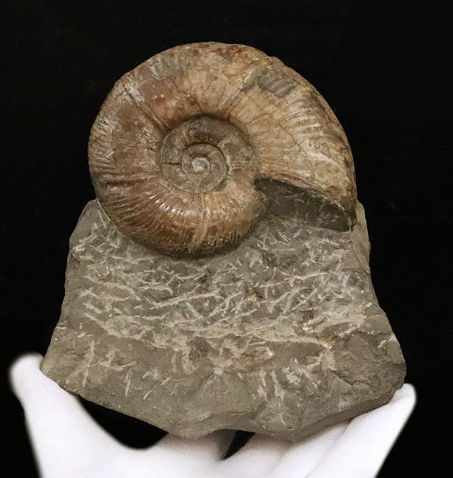 直径10センチに迫る確かなサイズ、全輪郭を残した美しい形、オブジェとして完成された、北海道産アンモナイト、メソプゾシア（Mesopuzosia）（その4）