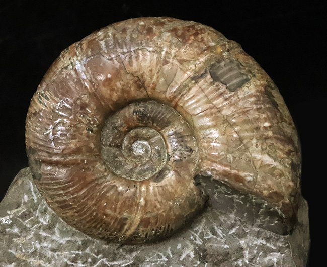 直径10センチに迫る確かなサイズ、全輪郭を残した美しい形、オブジェとして完成された、北海道産アンモナイト、メソプゾシア（Mesopuzosia）（その5）