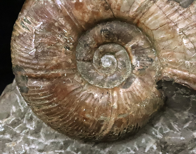 直径10センチに迫る確かなサイズ、全輪郭を残した美しい形、オブジェとして完成された、北海道産アンモナイト、メソプゾシア（Mesopuzosia）（その6）