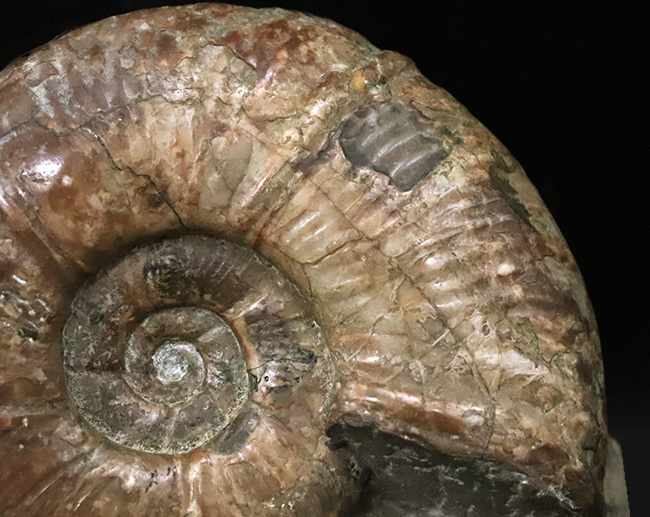 直径10センチに迫る確かなサイズ、全輪郭を残した美しい形、オブジェとして完成された、北海道産アンモナイト、メソプゾシア（Mesopuzosia）（その7）