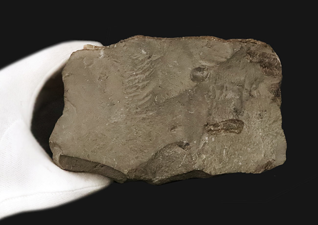 直径10センチに迫る確かなサイズ、全輪郭を残した美しい形、オブジェとして完成された、北海道産アンモナイト、メソプゾシア（Mesopuzosia）（その8）