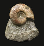 直径10センチに迫る確かなサイズ、全輪郭を残した美しい形、オブジェとして完成された、北海道産アンモナイト、メソプゾシア（Mesopuzosia）