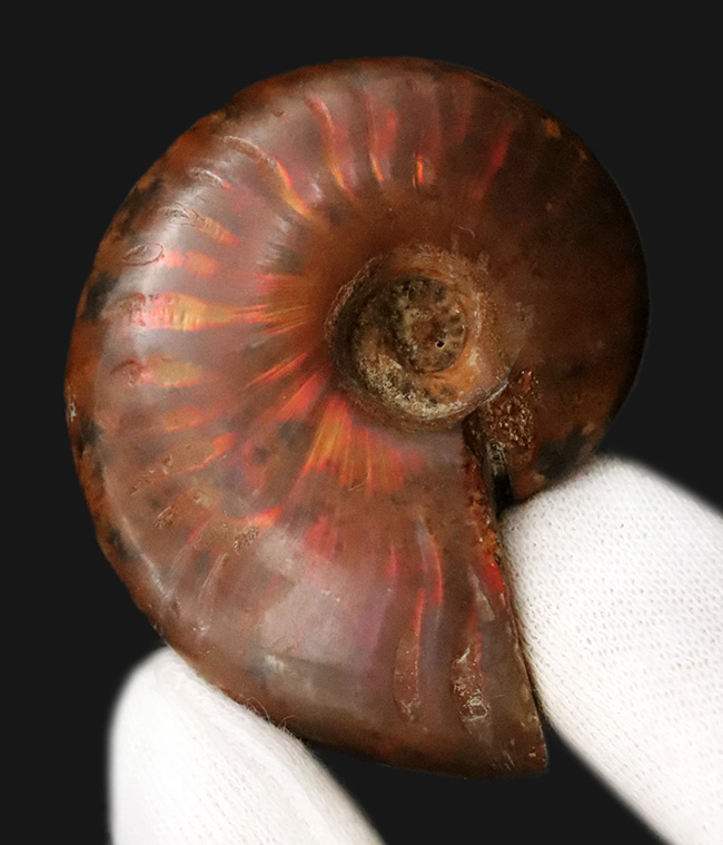 両面光る！アンモナイトコレクターなら一つは入手したい、マダガスカル産のイリデッセンスアンモナイト、クレオニセラス（Cleoniceras）（その1）