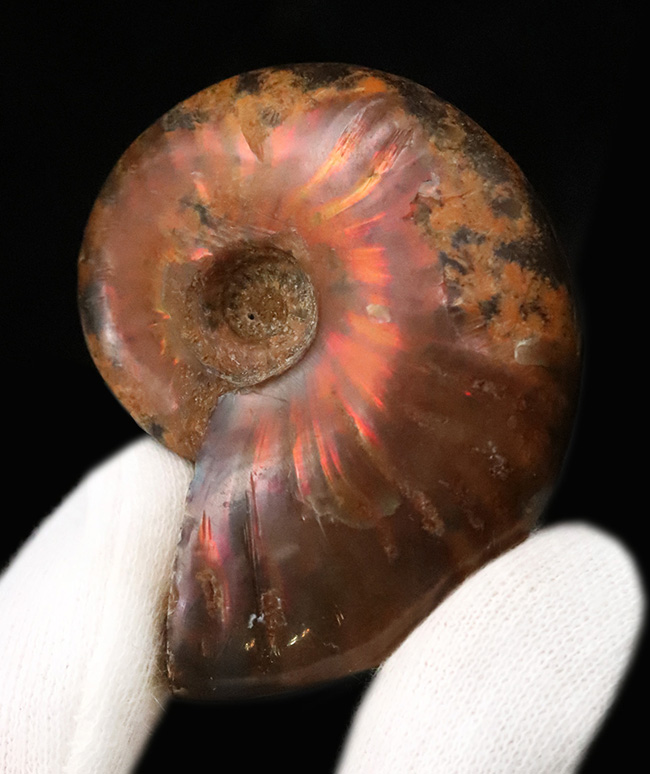 両面光る！アンモナイトコレクターなら一つは入手したい、マダガスカル産のイリデッセンスアンモナイト、クレオニセラス（Cleoniceras）（その2）