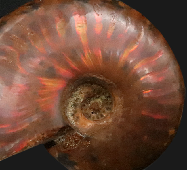 両面光る！アンモナイトコレクターなら一つは入手したい、マダガスカル産のイリデッセンスアンモナイト、クレオニセラス（Cleoniceras）（その3）