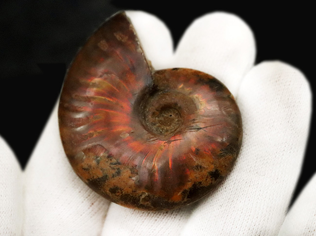 両面光る！アンモナイトコレクターなら一つは入手したい、マダガスカル産のイリデッセンスアンモナイト、クレオニセラス（Cleoniceras）（その4）