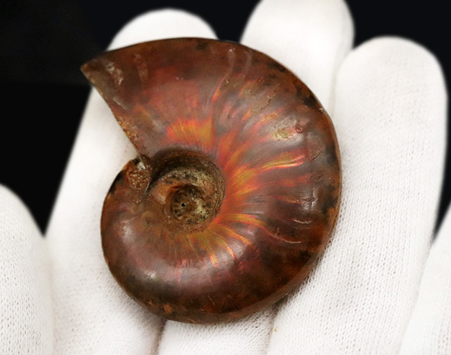 両面光る！アンモナイトコレクターなら一つは入手したい、マダガスカル産のイリデッセンスアンモナイト、クレオニセラス（Cleoniceras）（その5）