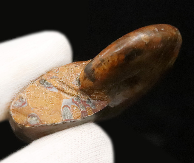 両面光る！アンモナイトコレクターなら一つは入手したい、マダガスカル産のイリデッセンスアンモナイト、クレオニセラス（Cleoniceras）（その6）