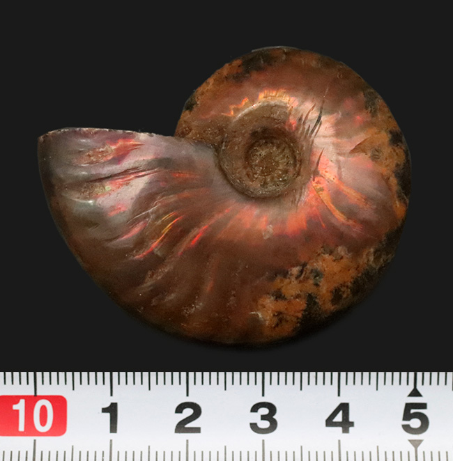 両面光る！アンモナイトコレクターなら一つは入手したい、マダガスカル産のイリデッセンスアンモナイト、クレオニセラス（Cleoniceras）（その7）