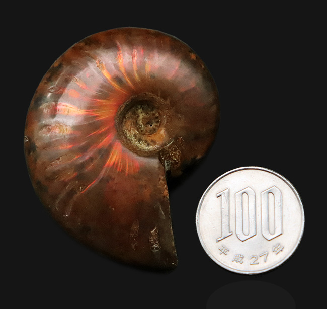 両面光る！アンモナイトコレクターなら一つは入手したい、マダガスカル産のイリデッセンスアンモナイト、クレオニセラス（Cleoniceras）（その8）