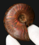 両面光る！アンモナイトコレクターなら一つは入手したい、マダガスカル産のイリデッセンスアンモナイト、クレオニセラス（Cleoniceras）