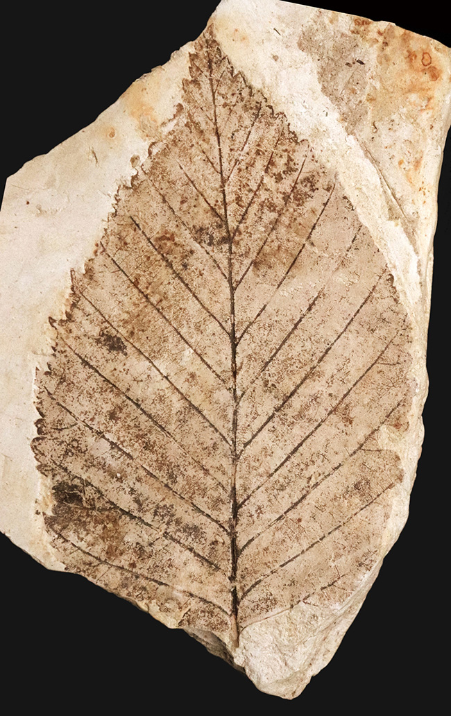 岩手県雫石産、輪郭・葉脈・鋸歯が極めて明瞭に保存された、中新世・10センチ級の大型ニレ科木の葉化石（その1）