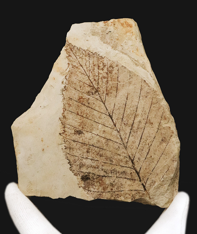 岩手県雫石産、輪郭・葉脈・鋸歯が極めて明瞭に保存された、中新世・10センチ級の大型ニレ科木の葉化石（その2）