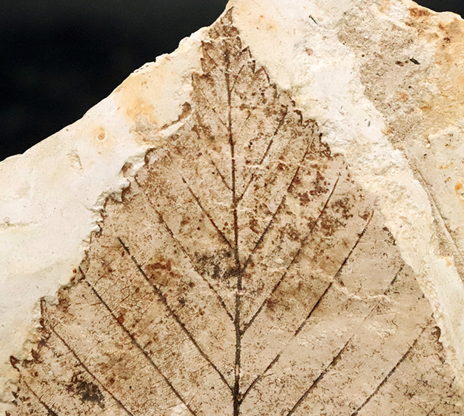 岩手県雫石産、輪郭・葉脈・鋸歯が極めて明瞭に保存された、中新世・10センチ級の大型ニレ科木の葉化石（その3）