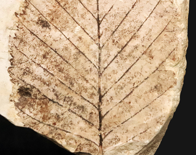 岩手県雫石産、輪郭・葉脈・鋸歯が極めて明瞭に保存された、中新世・10センチ級の大型ニレ科木の葉化石（その4）