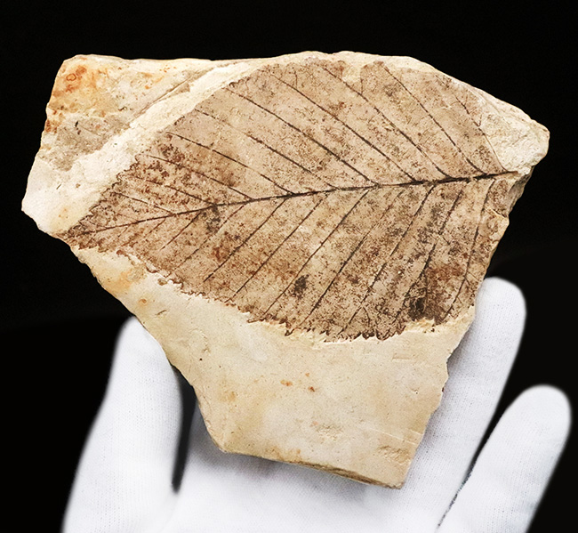 岩手県雫石産、輪郭・葉脈・鋸歯が極めて明瞭に保存された、中新世・10センチ級の大型ニレ科木の葉化石（その5）