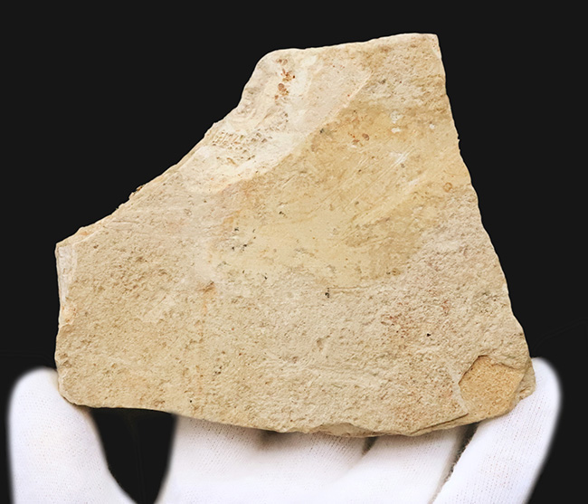 岩手県雫石産、輪郭・葉脈・鋸歯が極めて明瞭に保存された、中新世・10センチ級の大型ニレ科木の葉化石（その6）