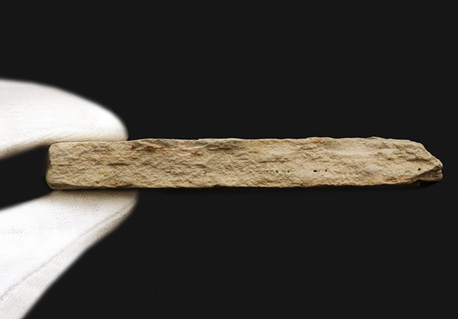 岩手県雫石産、輪郭・葉脈・鋸歯が極めて明瞭に保存された、中新世・10センチ級の大型ニレ科木の葉化石（その7）