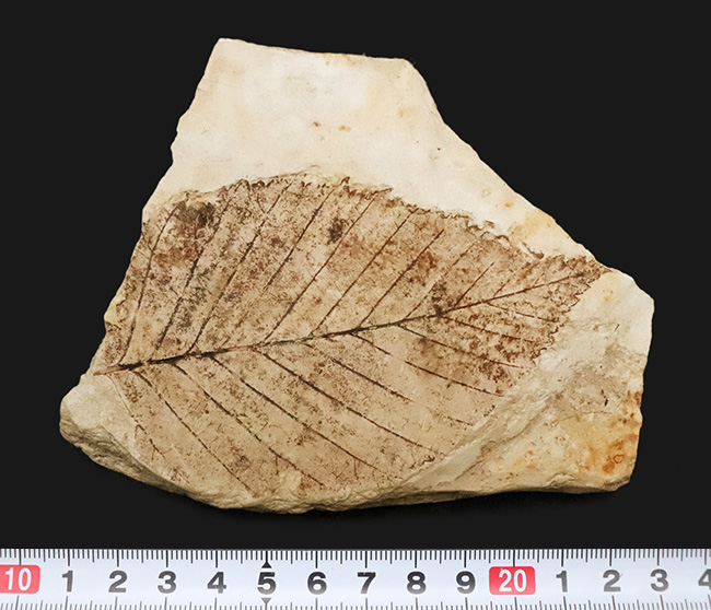 岩手県雫石産、輪郭・葉脈・鋸歯が極めて明瞭に保存された、中新世・10センチ級の大型ニレ科木の葉化石（その8）