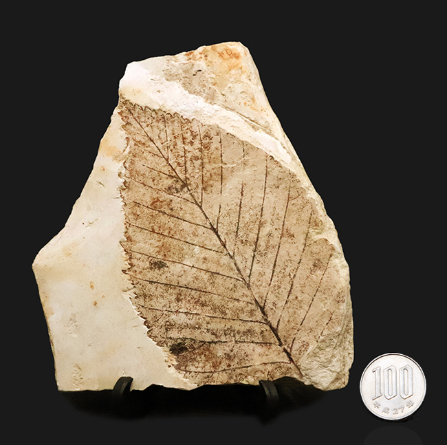 岩手県雫石産、輪郭・葉脈・鋸歯が極めて明瞭に保存された、中新世・10センチ級の大型ニレ科木の葉化石（その9）