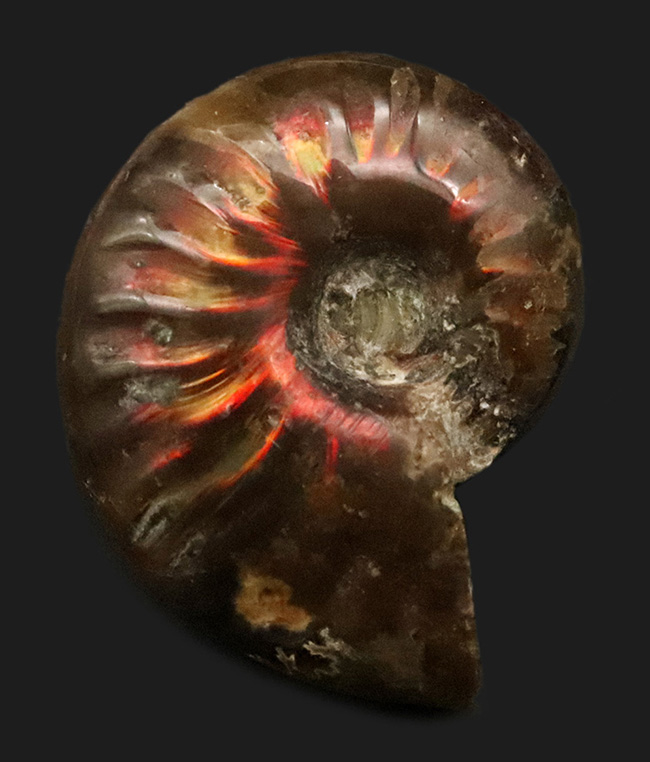 真紅の輝きを放つ、マダガスカル産遊色アンモナイト、クレオニセラス（Cleoniceras）（その1）