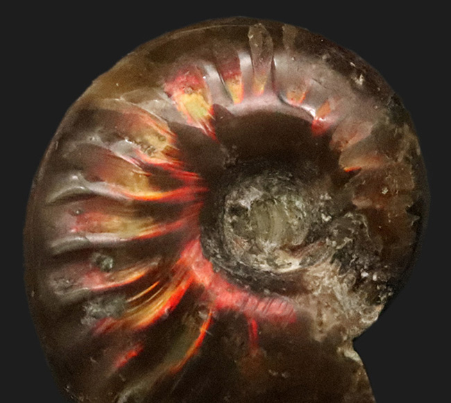 真紅の輝きを放つ、マダガスカル産遊色アンモナイト、クレオニセラス（Cleoniceras）（その2）