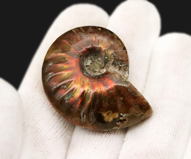 真紅の輝きを放つ、マダガスカル産遊色アンモナイト、クレオニセラス（Cleoniceras）（その3）