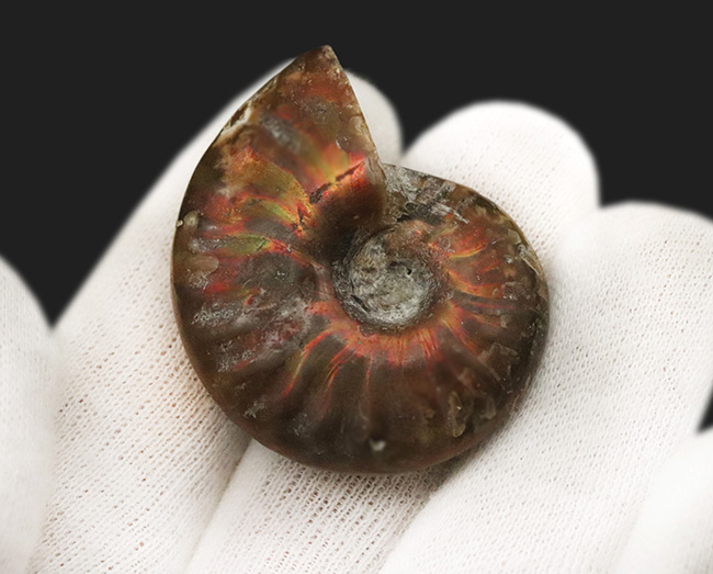 真紅の輝きを放つ、マダガスカル産遊色アンモナイト、クレオニセラス（Cleoniceras）（その4）