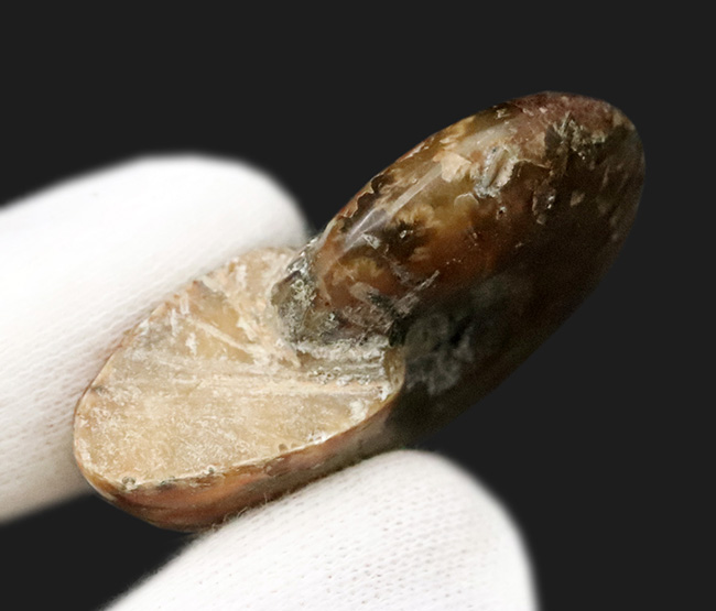 真紅の輝きを放つ、マダガスカル産遊色アンモナイト、クレオニセラス（Cleoniceras）（その5）