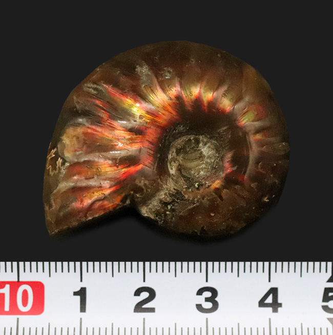 真紅の輝きを放つ、マダガスカル産遊色アンモナイト、クレオニセラス（Cleoniceras）（その6）