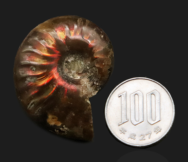 真紅の輝きを放つ、マダガスカル産遊色アンモナイト、クレオニセラス（Cleoniceras）（その7）