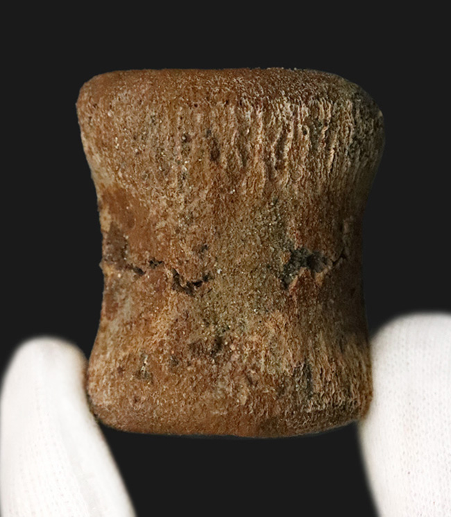 白亜紀最末期ヘルクリーク層産、テスケロサウルス（Thescelosaurus neglectus）の尾椎骨化石（その1）