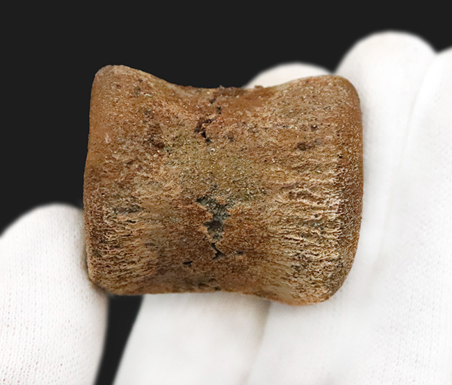 白亜紀最末期ヘルクリーク層産、テスケロサウルス（Thescelosaurus neglectus）の尾椎骨化石（その2）