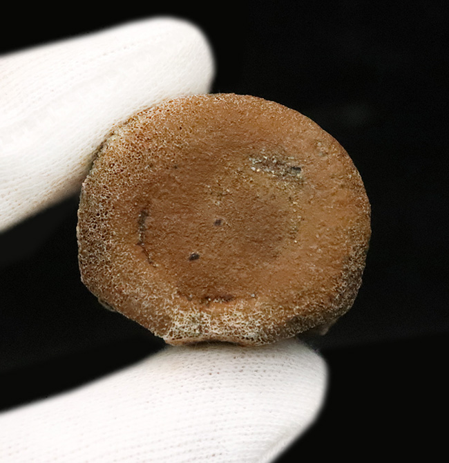 白亜紀最末期ヘルクリーク層産、テスケロサウルス（Thescelosaurus neglectus）の尾椎骨化石（その5）