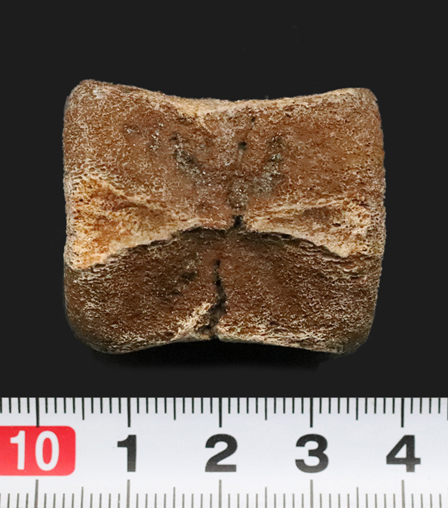 白亜紀最末期ヘルクリーク層産、テスケロサウルス（Thescelosaurus neglectus）の尾椎骨化石（その6）