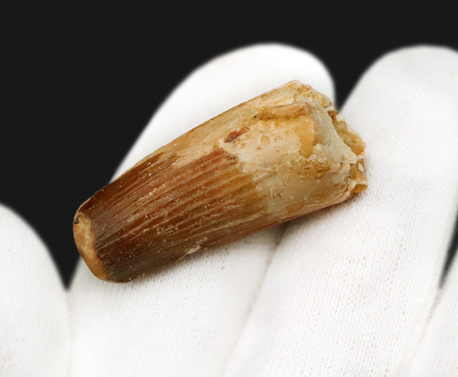 縦の条線がしっかり保存された、デルタの王者、スピノサウルス（Spinosaurus）の歯化石（その3）