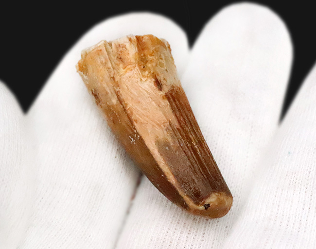 縦の条線がしっかり保存された、デルタの王者、スピノサウルス（Spinosaurus）の歯化石（その6）